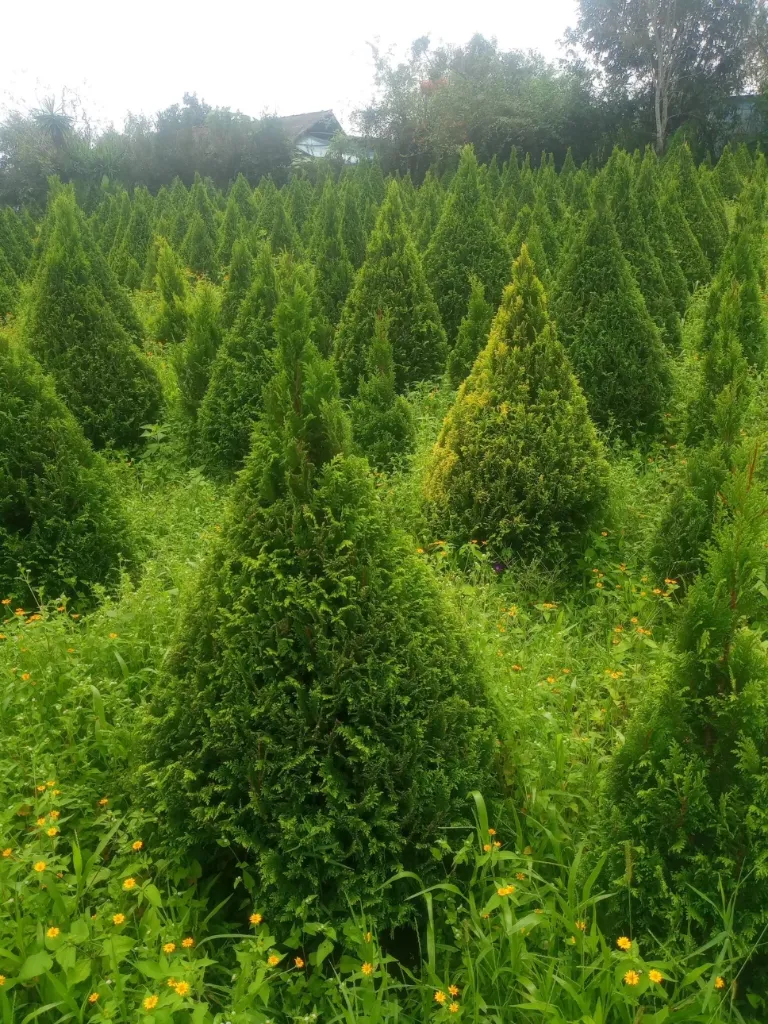 ARBOL DE  NAVIDAD (copia) (copia)